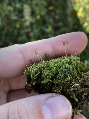 Conostomum tetragonum