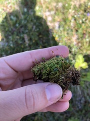 Conostomum tetragonum