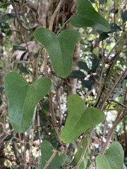 Smilax auriculata