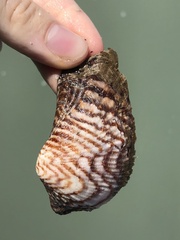 Arca zebra