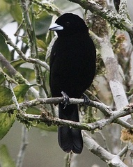 Ramphocelus flammigerus