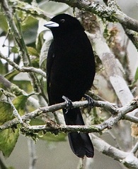 Ramphocelus flammigerus