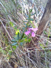Tetratheca pilosa