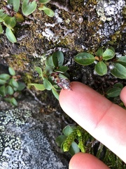 Salix stolonifera