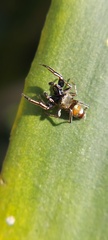 Salticinae