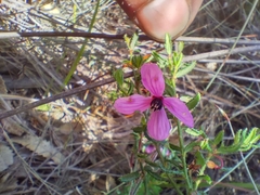 Tetratheca pilosa