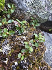 Salix stolonifera