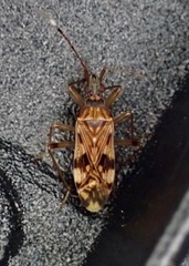 Ozophora picturata