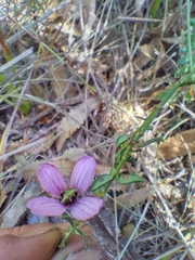 Tetratheca pilosa