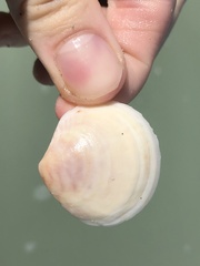 Semele proficua