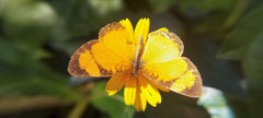 Tegosa