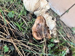 Tricholoma fracticum