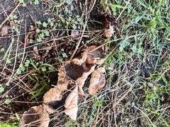 Tricholoma fracticum