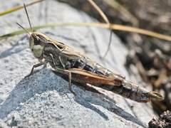 Stenobothrus apenninus