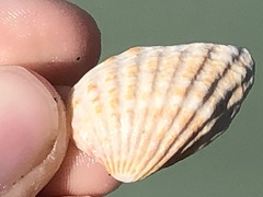 Cardites floridanus