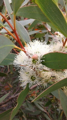 Eucalyptus diversifolia diversifolia