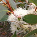 Coastal White Mallee Gum - Photo (c) David Spencer Muirhead, some rights reserved (CC BY-NC), uploaded by David Spencer Muirhead