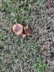 Tricholoma fracticum