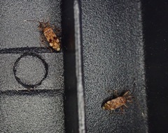 Ozophora picturata