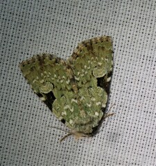 Leuconycta diphteroides