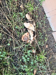 Tricholoma fracticum