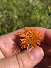 Agoseris aurantiaca
