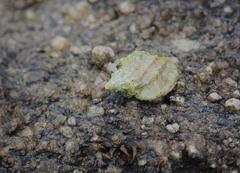 Crassilabrum crassilabrum