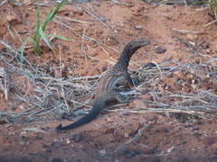 Varanus tristis