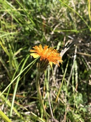 Agoseris aurantiaca