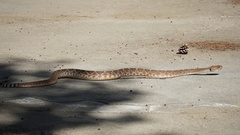 Crotalus ruber