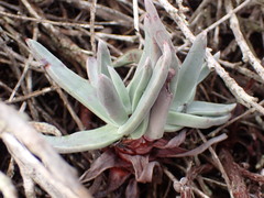 Dudleya caespitosa