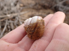 Helminthoglypta walkeriana