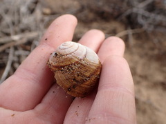 Helminthoglypta walkeriana