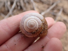 Helminthoglypta walkeriana