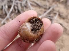 Helminthoglypta walkeriana