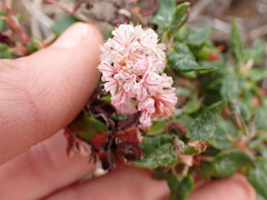 Eriogonum parvifolium