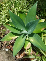 Agave attenuata