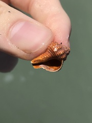 Triplofusus giganteus