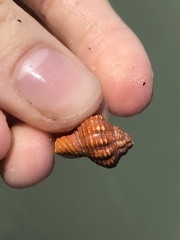 Triplofusus giganteus