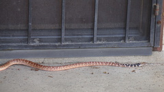 Masticophis flagellum piceus