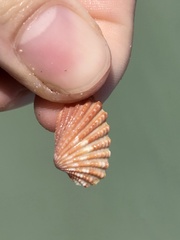 Cardites floridanus