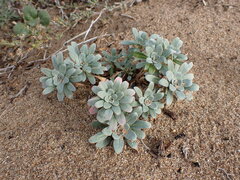 Camissoniopsis cheiranthifolia