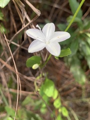 Jacquemontia curtissii