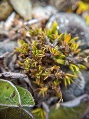 Coprosma petriei