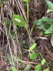 Jacquemontia curtissii
