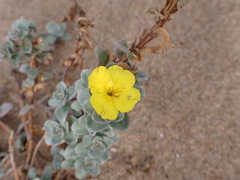 Camissoniopsis cheiranthifolia
