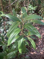 Miconia bicolor
