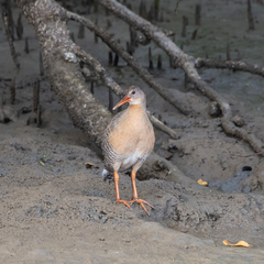Rallus longirostris