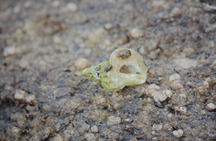 Crassilabrum crassilabrum