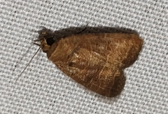 Elaphria hyposcota